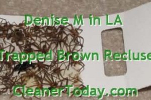 spider traps brown recluse picture